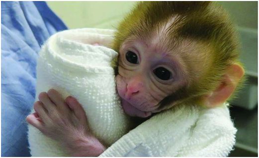 自体移植冷冻保存的青春期前睾丸组织可恢复猴子的生育力.png