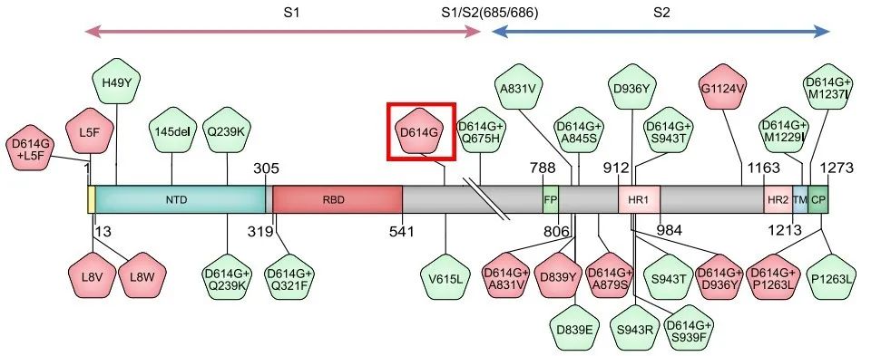 D614变异.jpg