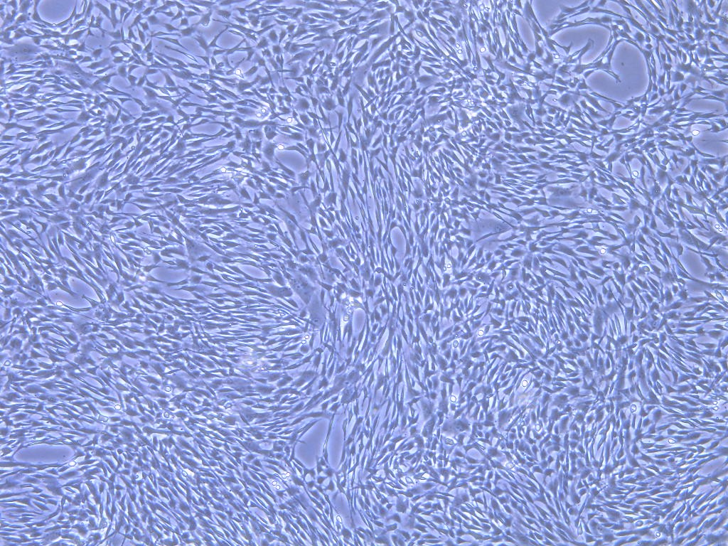 1767681994643652.jpg 2025脐带间充质干细胞.jpg